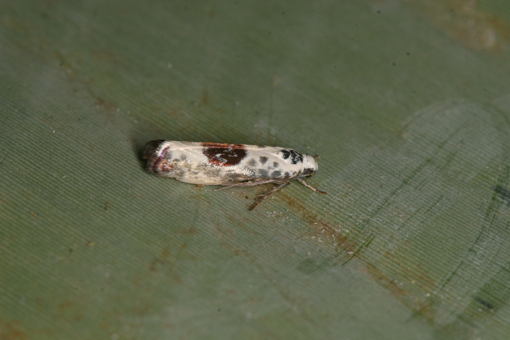 Ethmia cypraeela group