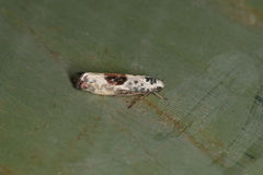 Ethmia elutella