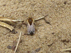 Andrena barbilabris