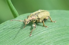 Phyllobius betulinus