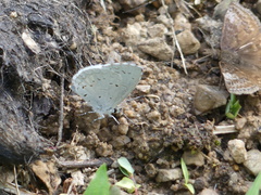 Celastrina neglectamajor