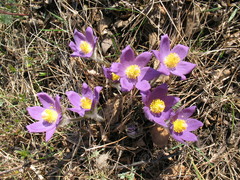 Pulsatilla patens