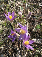 Pulsatilla patens