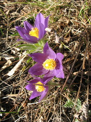 Pulsatilla patens