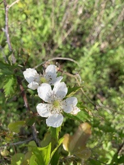 Rubus oklahomus