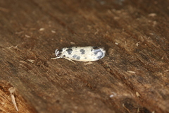 Ethmia hammella