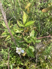 Rubus oklahomus