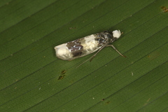 Ethmia scythropa