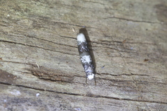 Ethmia scythropa