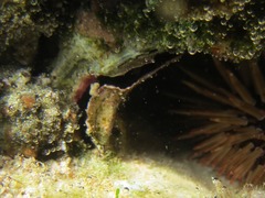 Isognomon