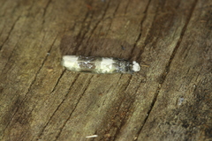 Ethmia scythropa