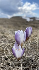 Crocus tauricus