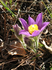 Pulsatilla patens