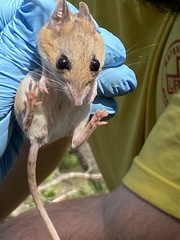 Podomys floridanus