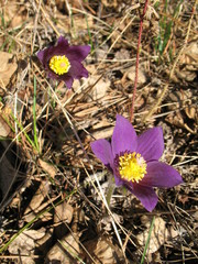 Pulsatilla patens