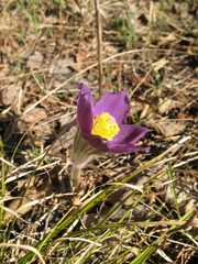 Pulsatilla patens
