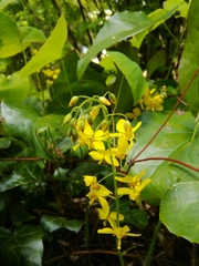 Epimedium × perralchicum