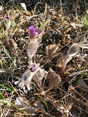 Pulsatilla patens