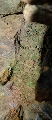 Crassula montana