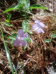 Ruellieae