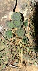 Pelargonium articulatum
