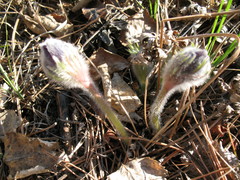 Pulsatilla patens