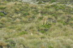 Anisotome antipoda