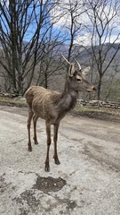 Cervus elaphus brauneri