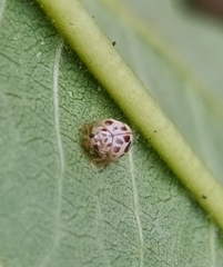 Psyllobora lenta