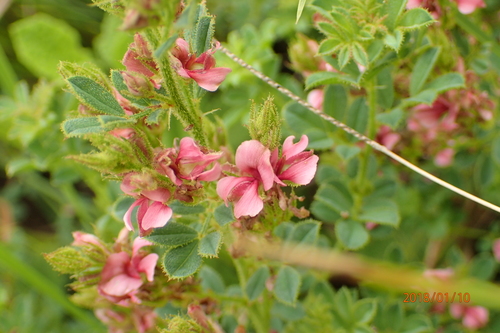 Image of Indigofera rubroglandulosa by no rights reserved