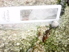 Steromphala umbilicalis