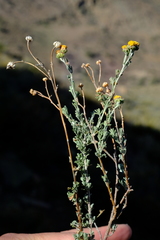 Pentzia quinquefida