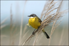 Motacilla flava iberiae