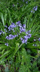 Hyacinthoides
