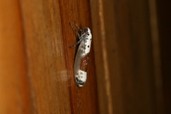 Ethmia terpnota