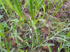 Rhynchospora harveyi