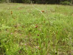 Rhynchospora harveyi