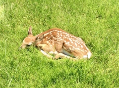 Odocoileus virginianus