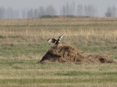 Buteo rufinus
