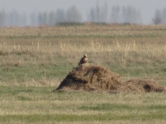 Buteo rufinus
