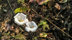 Hibiscus hirtus