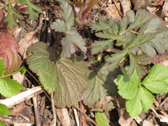 Geum laciniatum