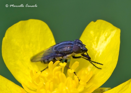 Locust Blowfly