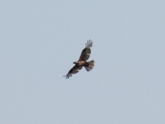 Buteo rufinus