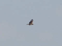Buteo rufinus
