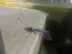 Ascalohybris subjacens