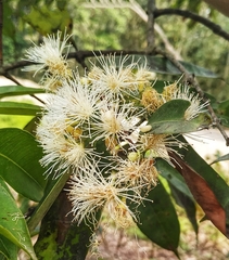 Syzygium fruticosum