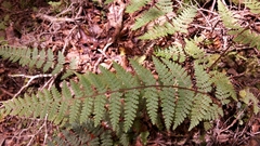 Hypolepis rufobarbata