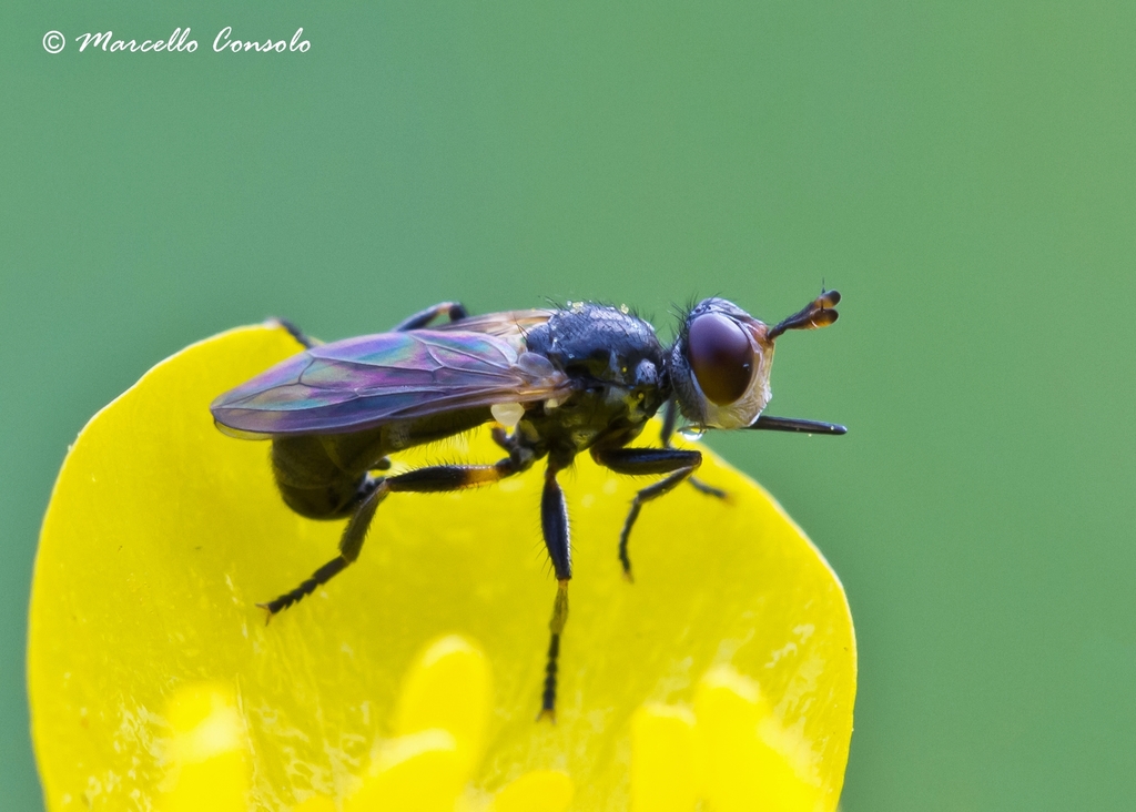 Thecophora atra