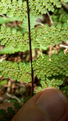 Hypolepis rufobarbata